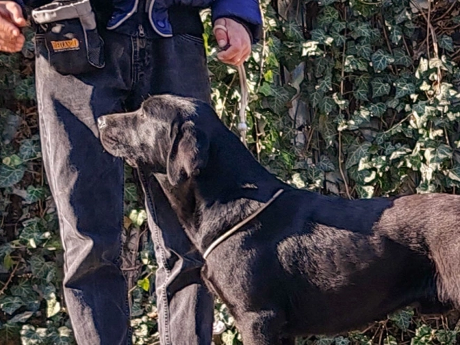 Labrador Retriever puppy for sale