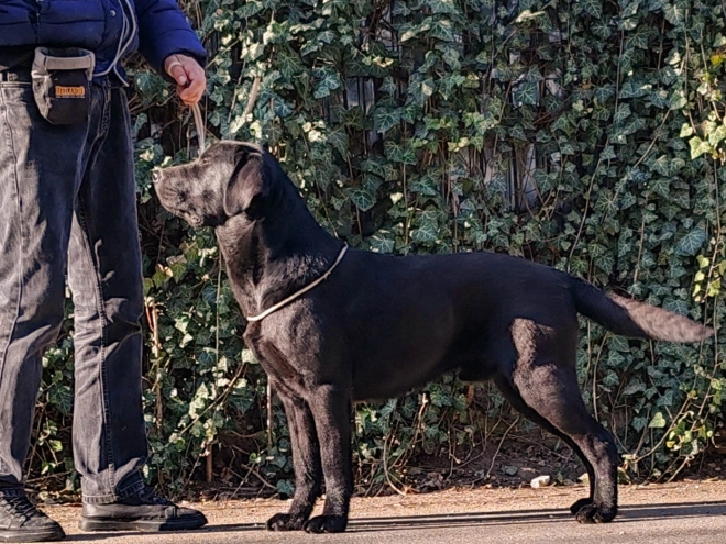 Labrador Retriever puppy for sale