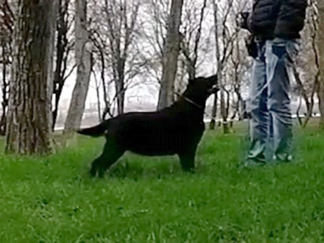 Labrador Retriever puppy for sale