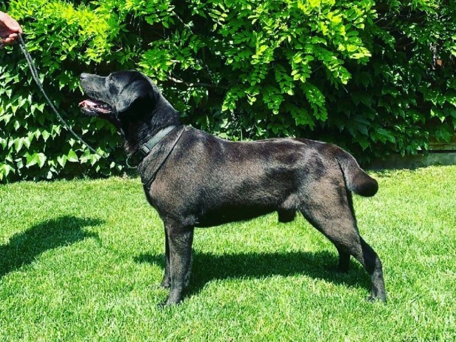 Labrador Retriever puppy for sale