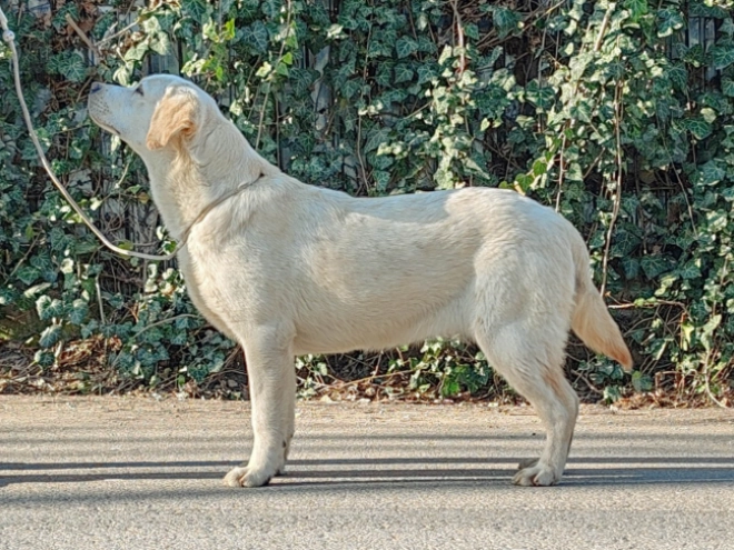 Labrador Retriever Welpe kaufen