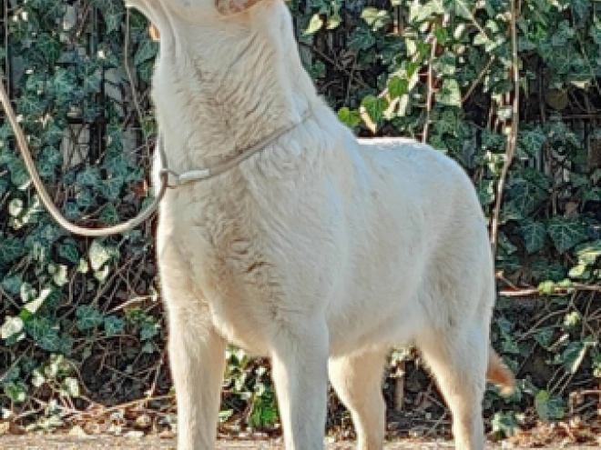 Labrador Retriever Welpe kaufen