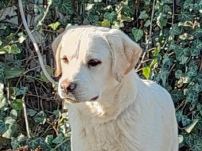 Labrador Retriever Welpe kaufen
