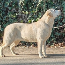 Perros Labrador Retriever en venta