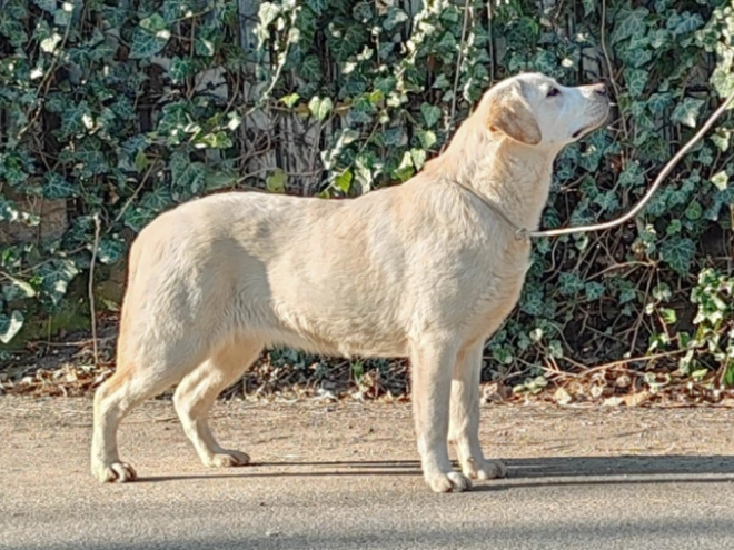 Labrador Retriever Welpe kaufen