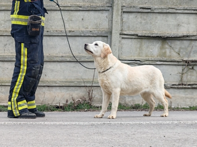 Perros Labrador Retriever en venta