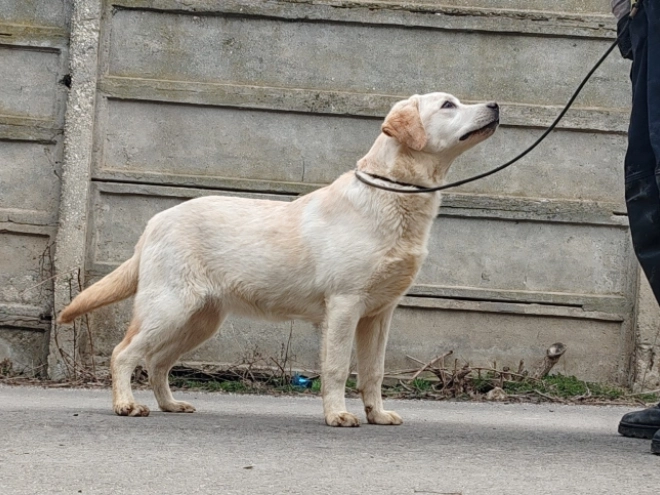 Perros Labrador Retriever en venta