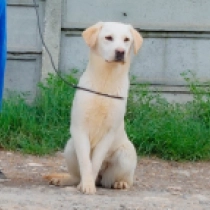 Perros Labrador Retriever en venta