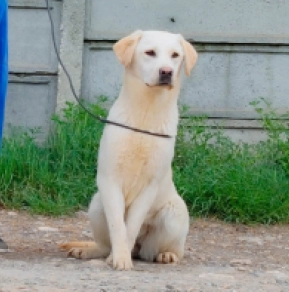 Labrador Retriever puppy for sale