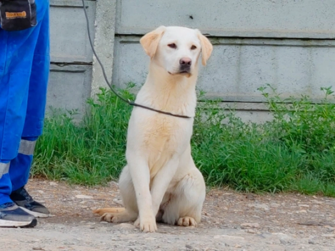Labrador Retriever puppy for sale