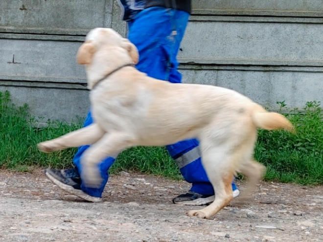 Labrador Retriever puppy for sale