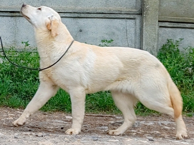 Labrador Retriever puppy for sale
