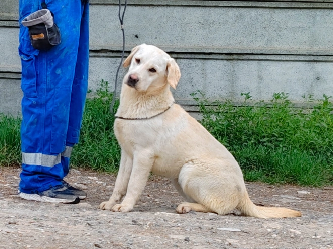 Labrador Retriever puppy for sale