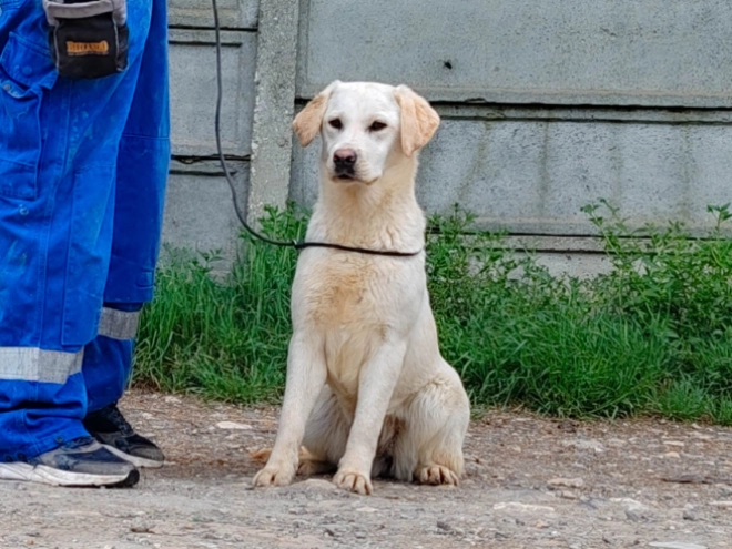 Labrador Retriever puppy for sale