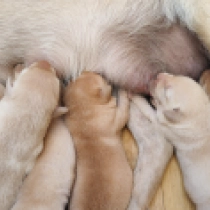 Promising litter!, golden Labrador Retriever en venta
