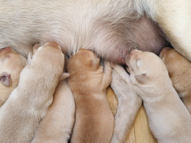 Perros Labrador Retriever en venta