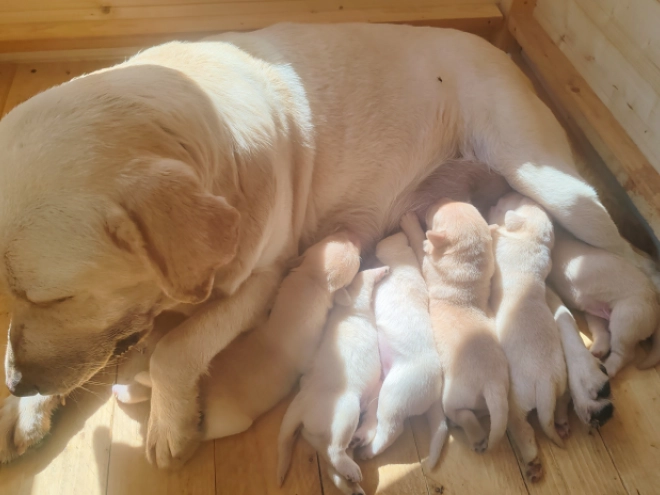 Perros Labrador Retriever en venta