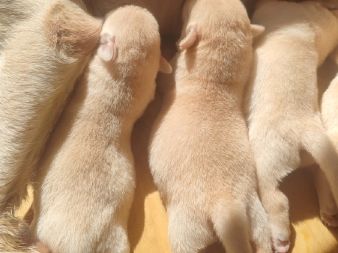 Perros Labrador Retriever en venta