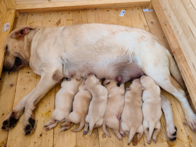 Perros Labrador Retriever en venta