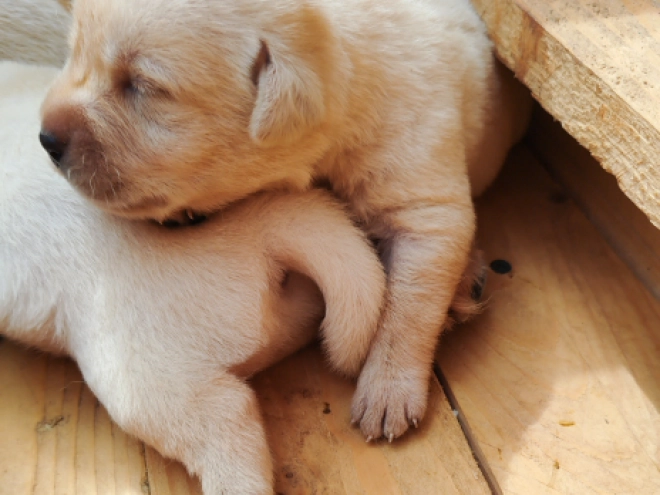 Perros Labrador Retriever en venta
