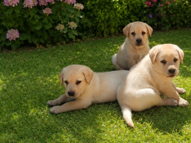 Labrador Retriever puppy for sale