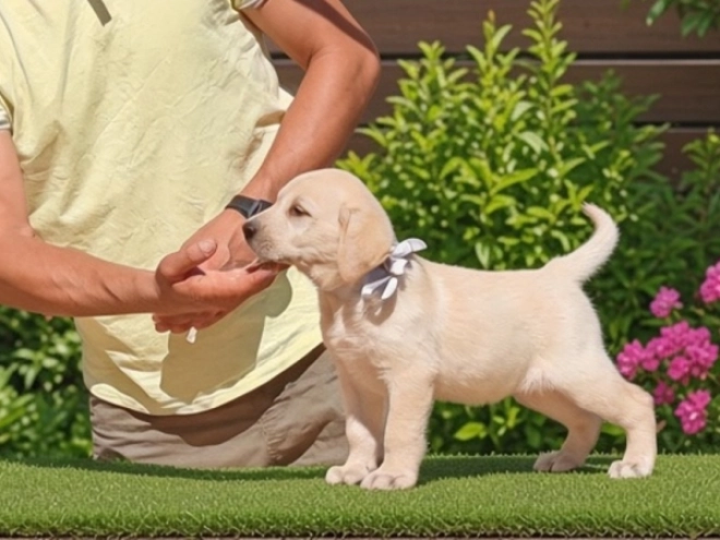 Labrador Retriever puppy for sale