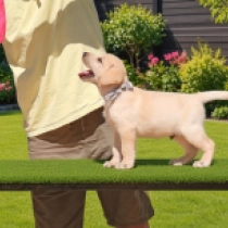 Spike, golden Labrador Retriever for sale