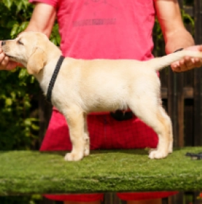 Labrador Retriever Welpe kaufen