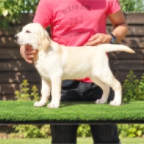 Toby, golden Labrador Retriever for sale