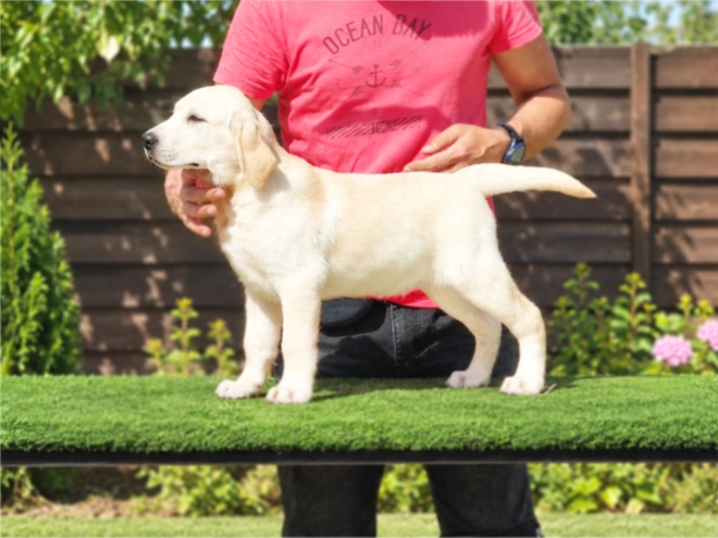 Labrador Retriever Welpe kaufen