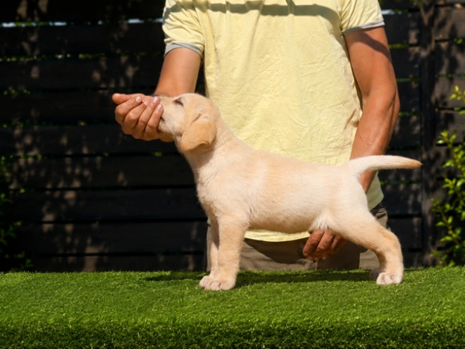 Labrador Retriever puppy for sale