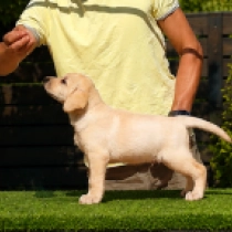 Toby, golden Labrador Retriever for sale