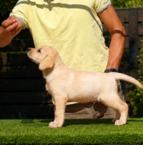 Labrador Retriever puppy for sale