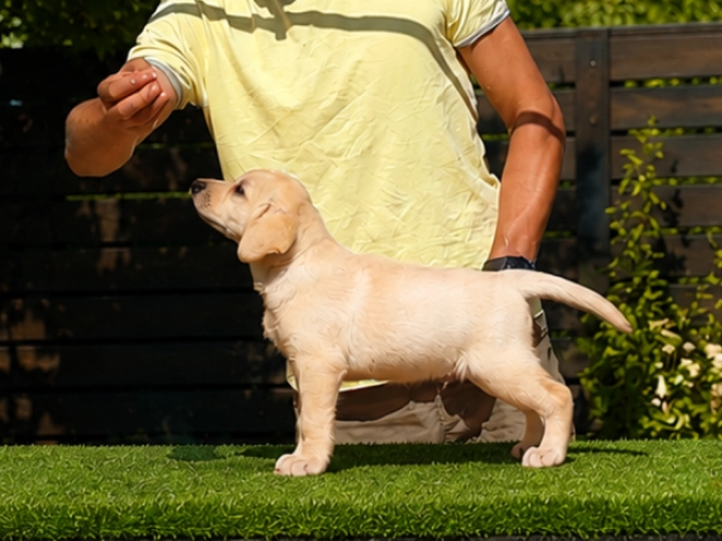 Labrador Retriever puppy for sale