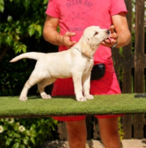 Labrador Retriever Welpe kaufen