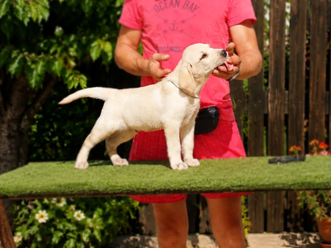 Labrador Retriever Welpe kaufen