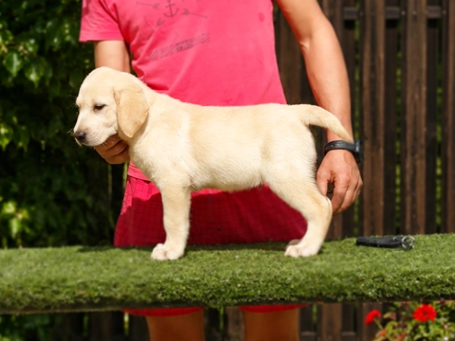 Labrador Retriever Welpe kaufen