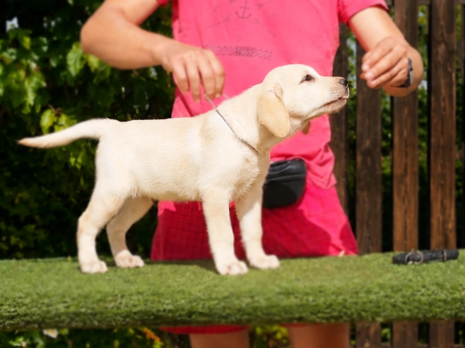Labrador Retriever Welpe kaufen