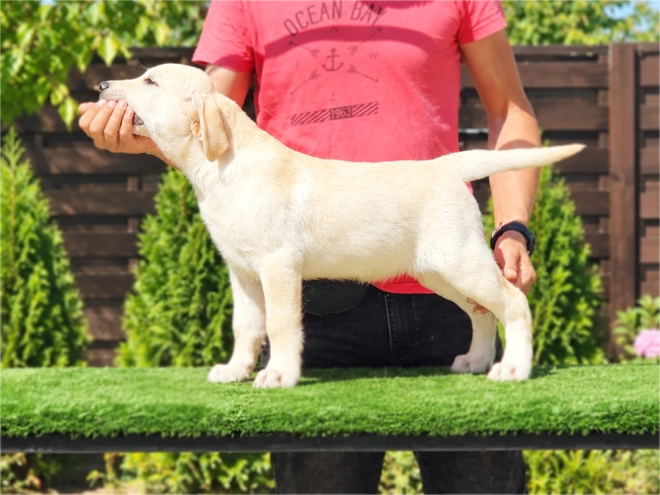 Labrador Retriever Welpe kaufen