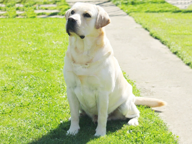 Labrador Retriever Welpe zu verkaufen