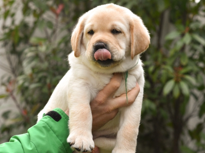 Labrador Retriever Welpe zu verkaufen
