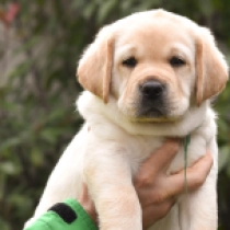 Perros Labrador Retriever en venta