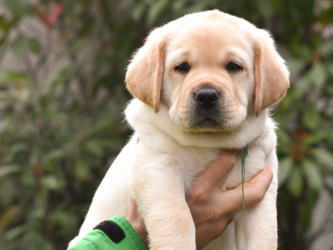 Labrador Retriever Welpe zu verkaufen
