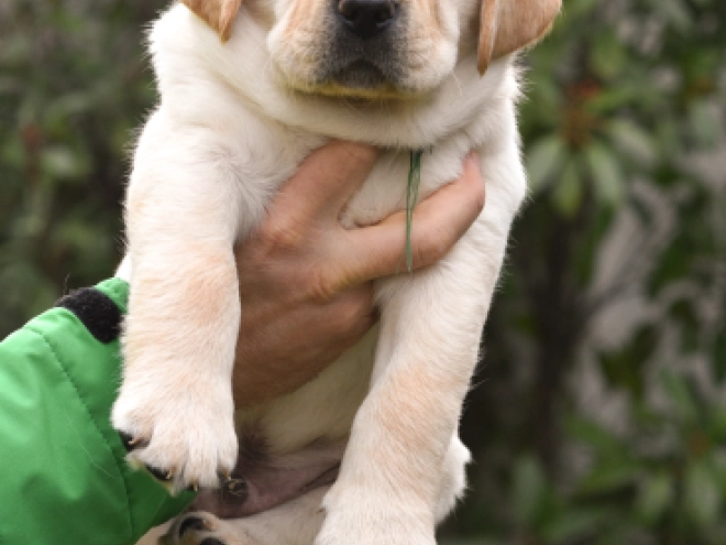 Labrador Retriever Welpe zu verkaufen
