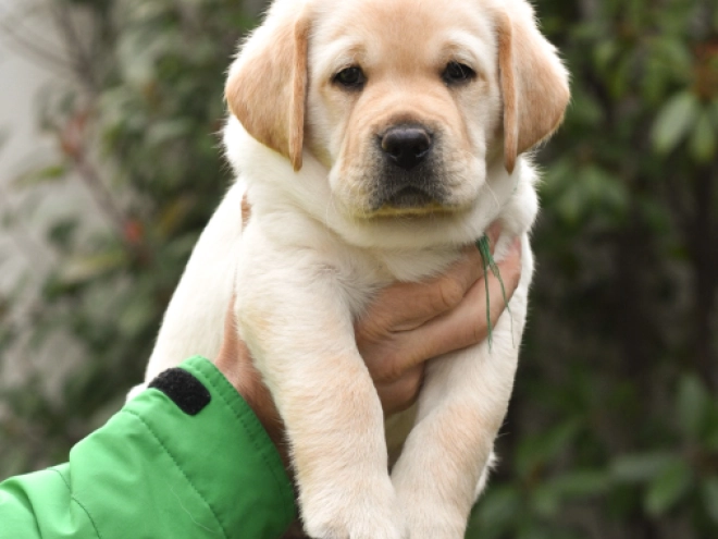 Labrador Retriever Welpe zu verkaufen
