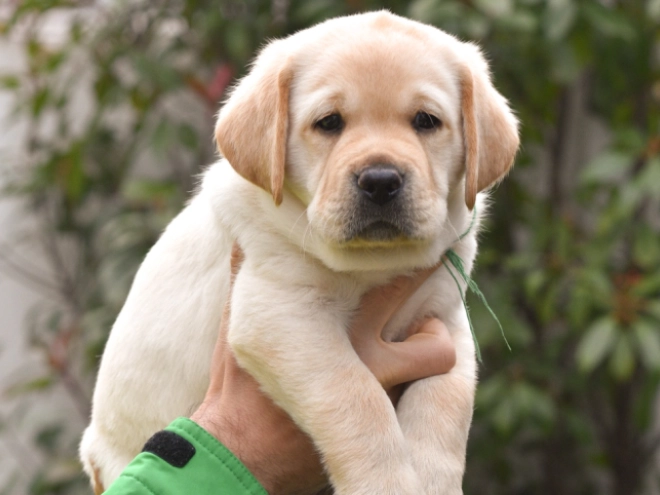 Labrador Retriever Welpe zu verkaufen