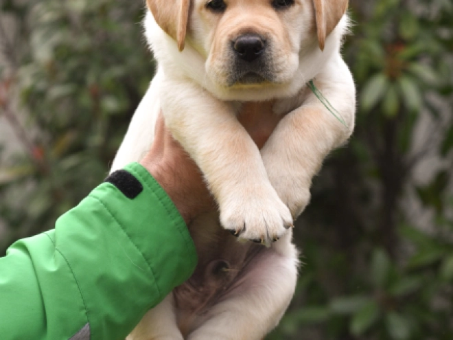 Labrador Retriever Welpe zu verkaufen