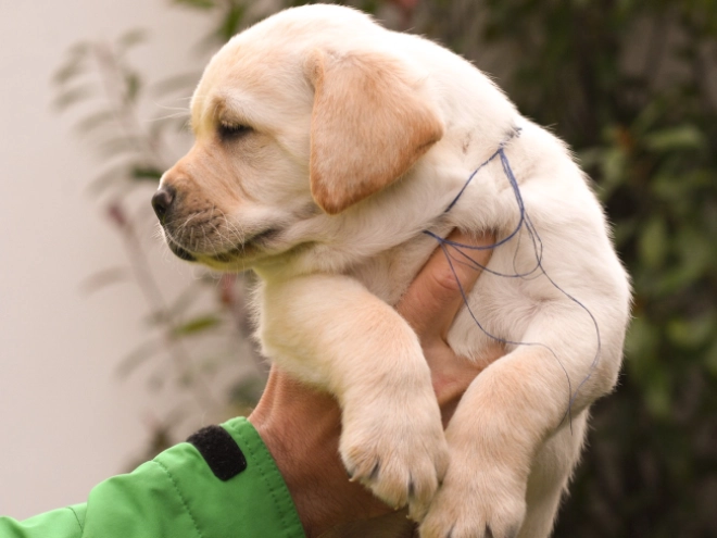 Labrador Retriever Welpe zu verkaufen
