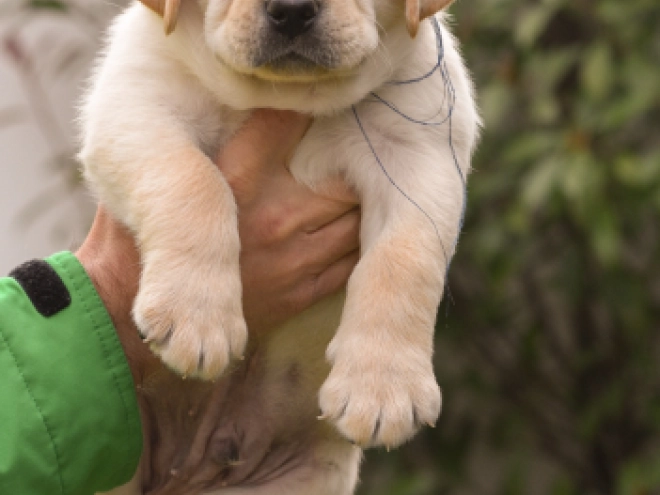 Labrador Retriever Welpe zu verkaufen