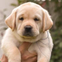 Perros Labrador Retriever en venta